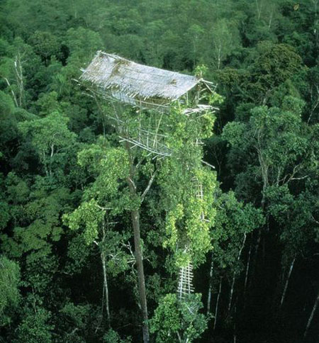 一,非洲热带雨林的原始人居住的树屋